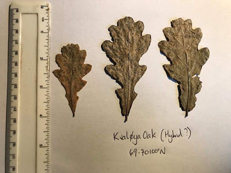 Leaves from the oak at Kvaloya