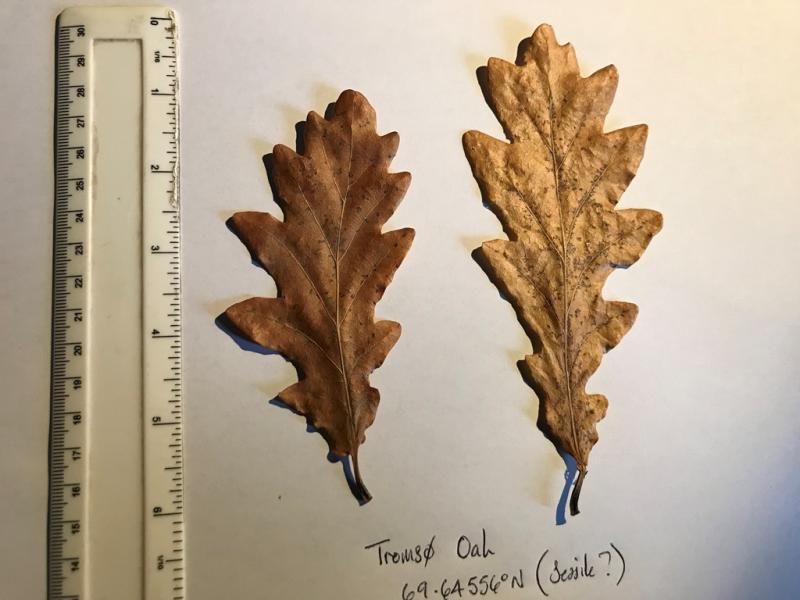 Leaves from the oak at Tromso
