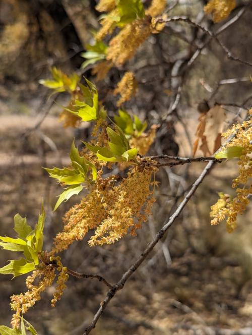 Catkins and new growth