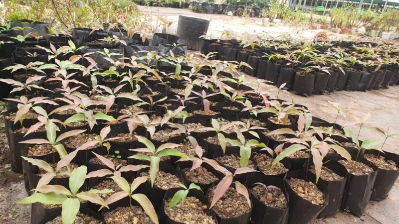 Quercus bidoupensis seedlings