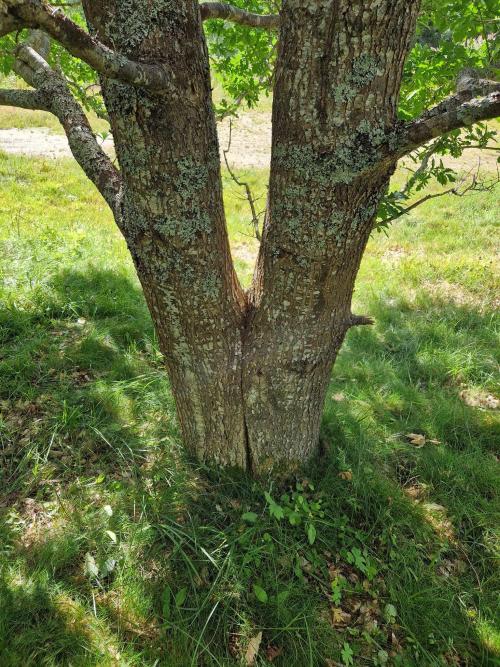 The double stem on the Skjomen oak