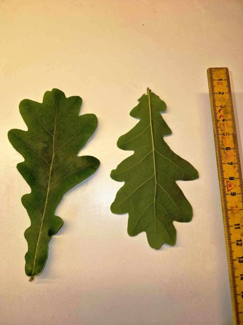 Leaves from the Skjomen oak