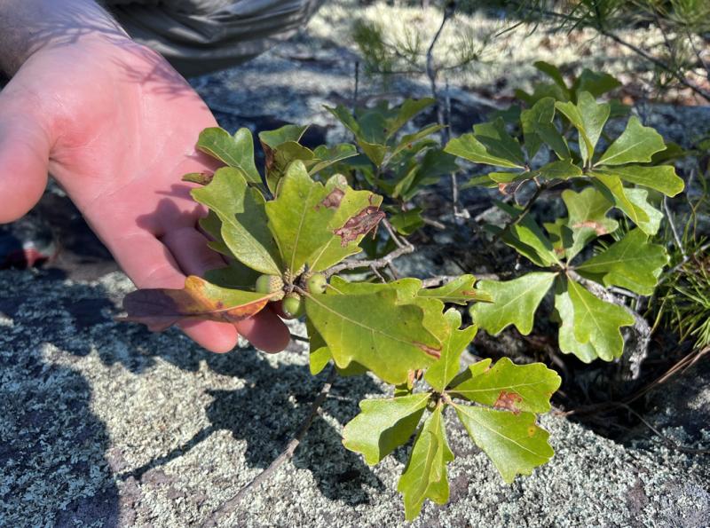 quercus boyntonii