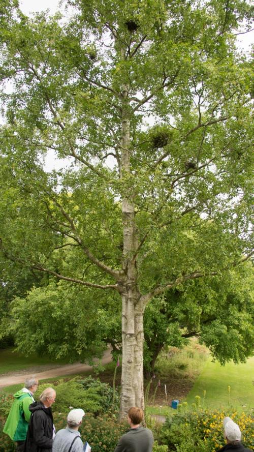 betula