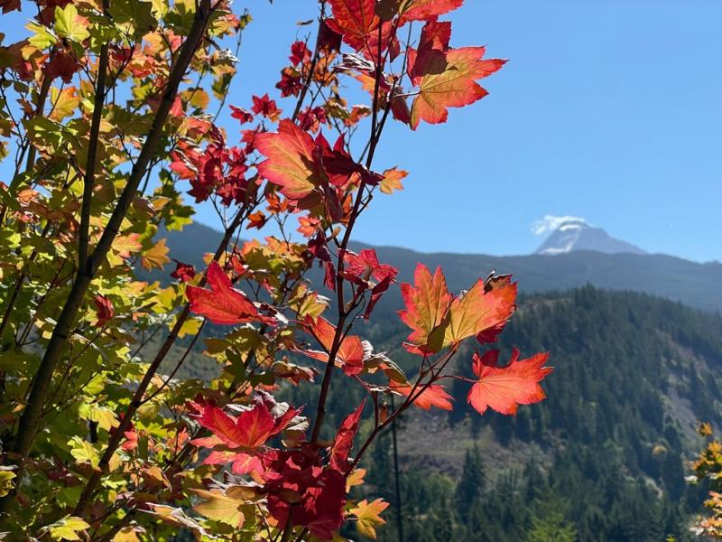 Acer circinatum Mount Hood in the background