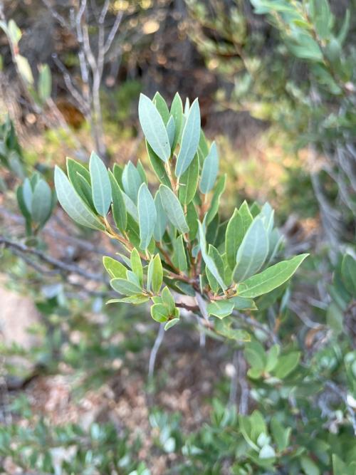 Quercus vacciniifolia on Eight Dollar Mountain