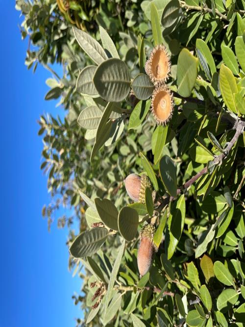 Notholithocarpus densiflorus var. echinoides
