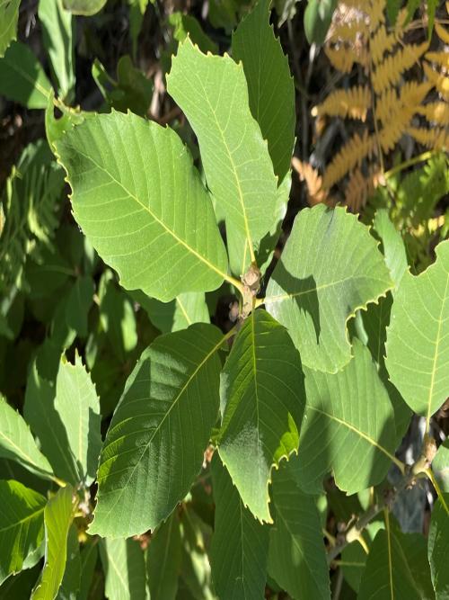 Quercus sadleriana