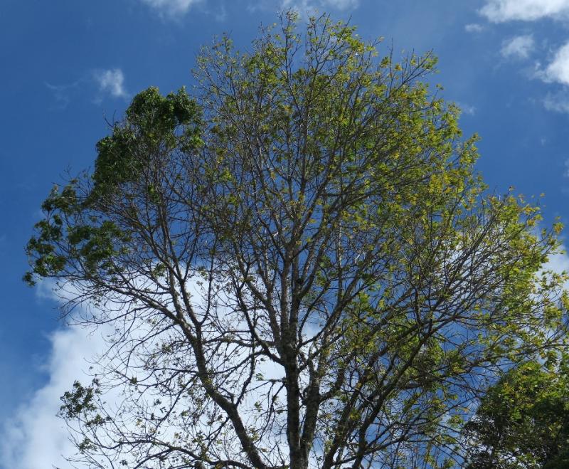 Urapan contrast in leaf density phytoplasma