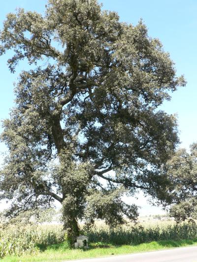 Q. dysophylla