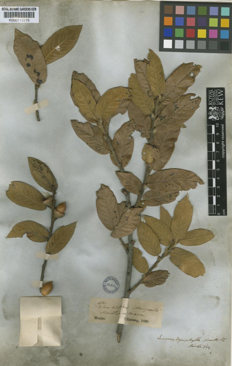 Q. xdysophylla