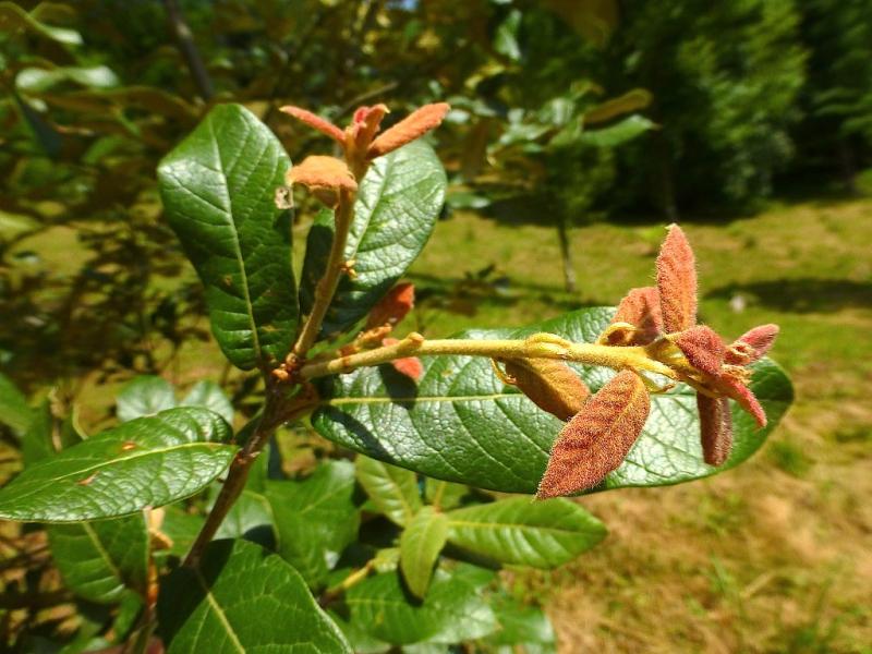 Q. dysophylla