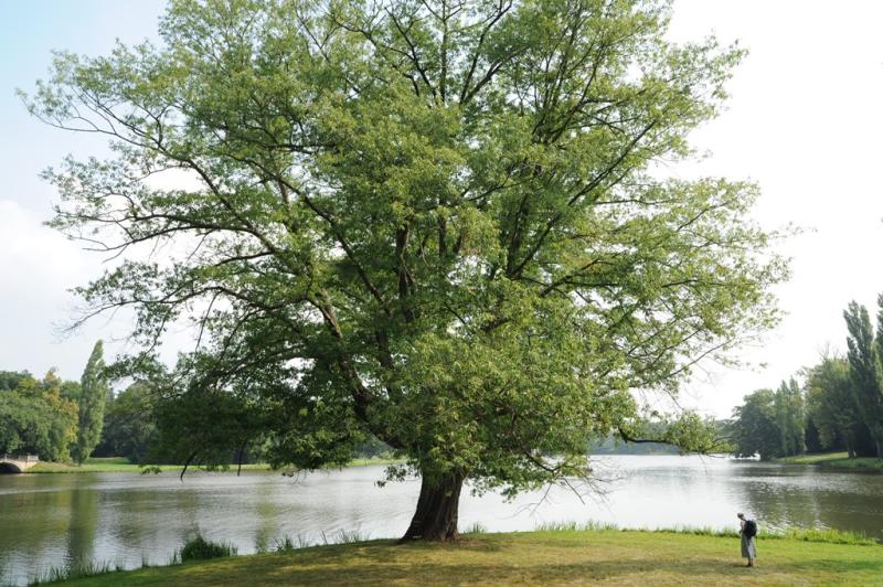 heterophylla1