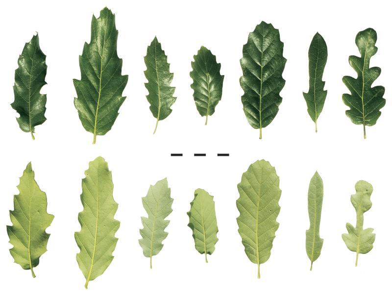 LeafComparison