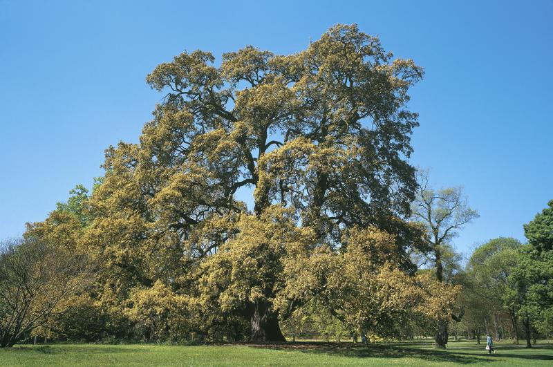Kew