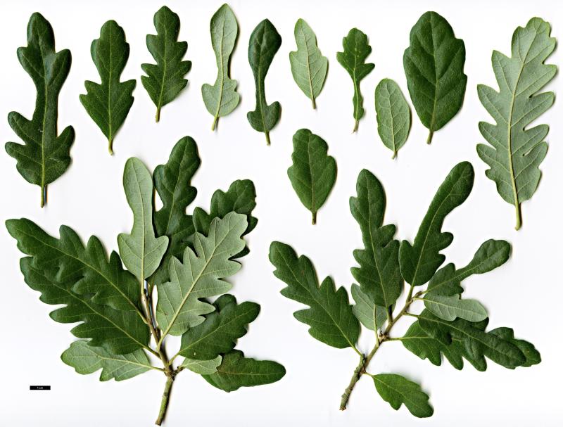 Diversifolia