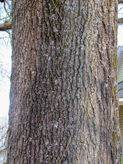 Quercus xludoviciana bark
