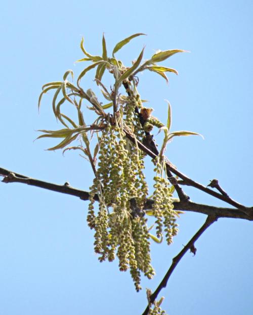 Quercus ludoviciana catkins
