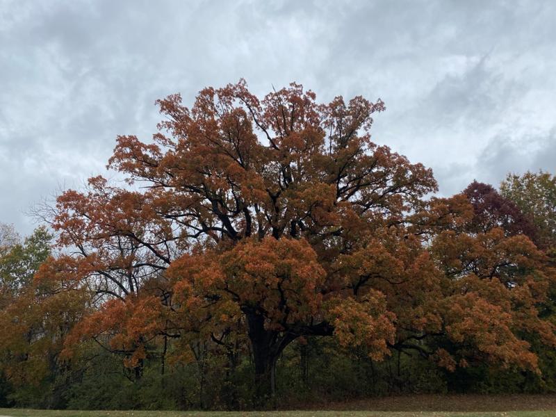 A mature Quercus xjackiana