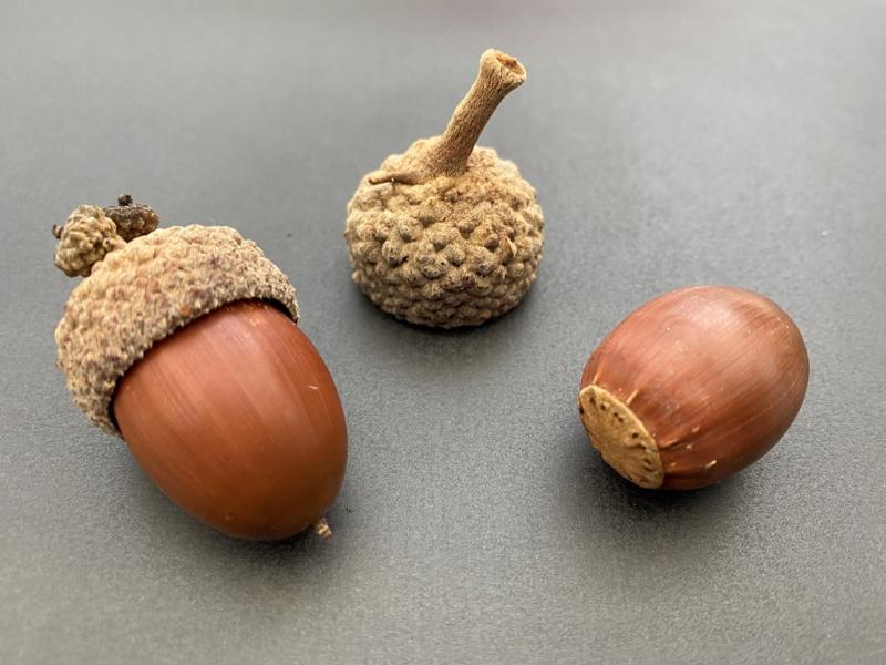 Acorns