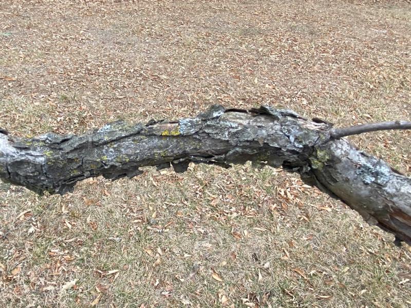 Twig