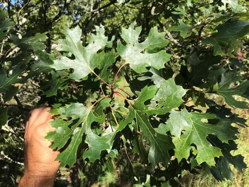 Quercus acerifolia