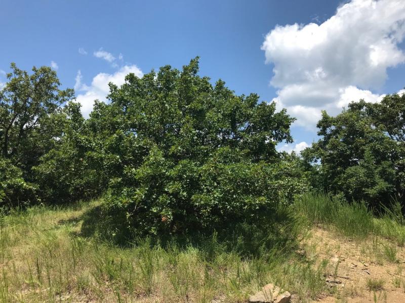 Quercus acerifolia