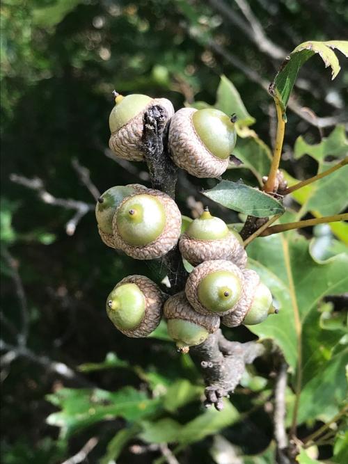 Quercus acerifolia