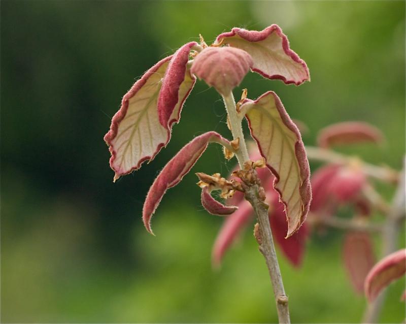 crassifolia2