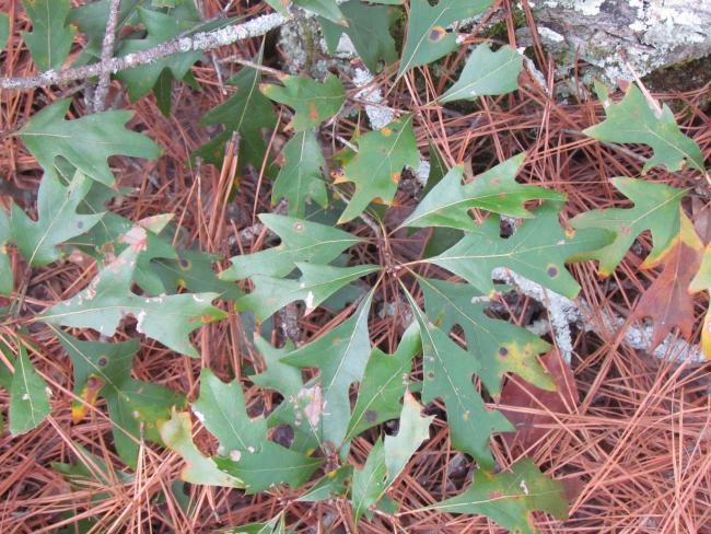 Q. georgiana