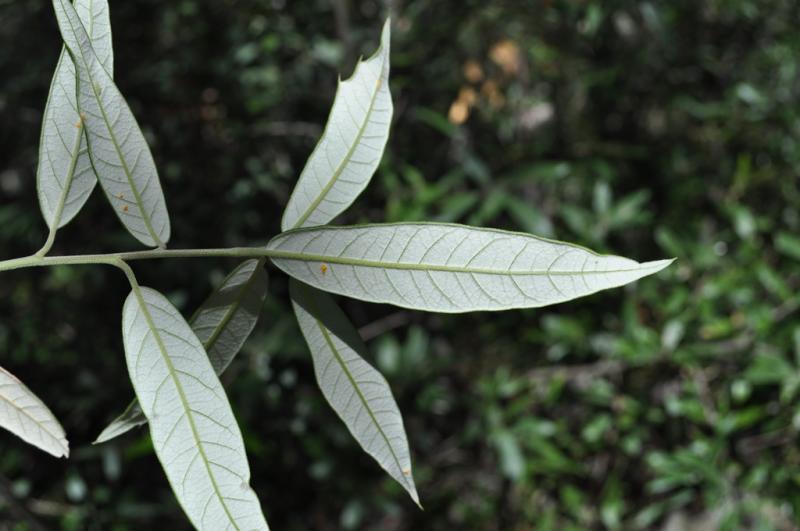 White undersides on leaves of Quercus hypoleucoides in Cave Creek Canyon, Arizona, U.S. © Charles Snyers 