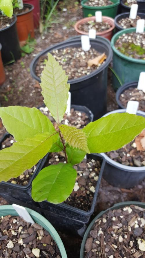 Quercus insignis seedling