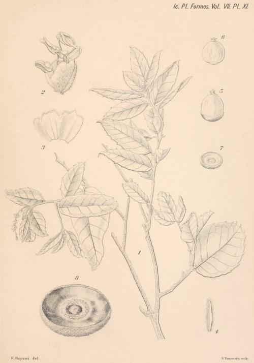 Quercus tarokoensis Hayata