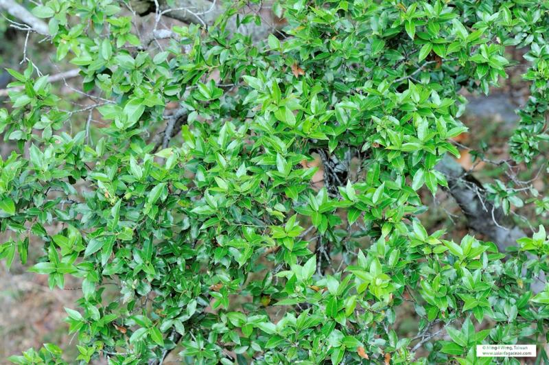 Quercus tarokoensis