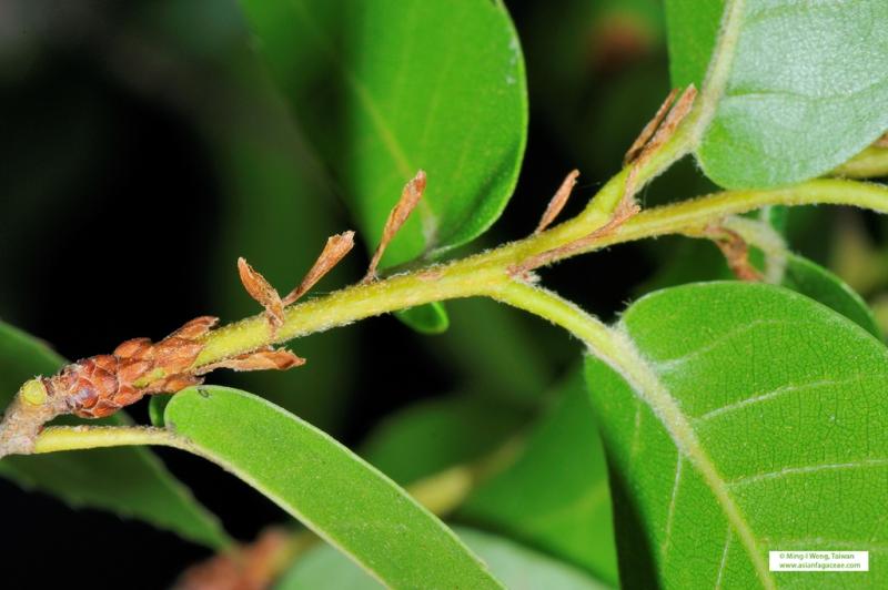Quercus tarokoensis