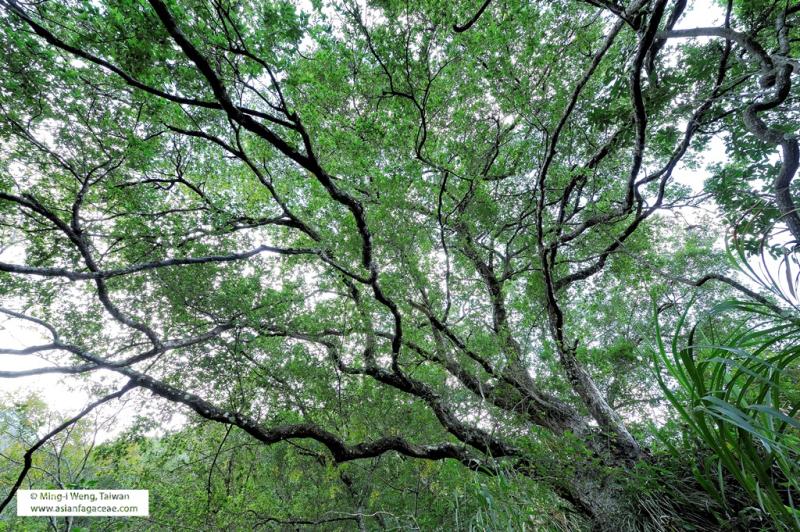 Quercus tarokoensis tree