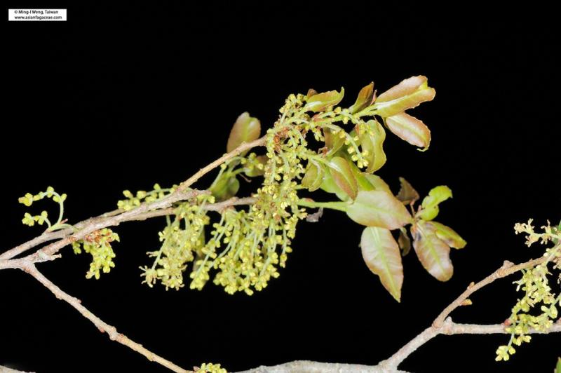Quercus tarokoensis flower
