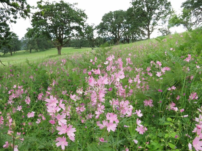 are rose checkermallow, Sidalcea virgata (Malvaceae).