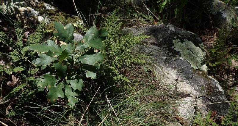 The Alabama Sandstone Oak (Quercus boyntonii) tree occurs only in Alabama, where it infrequently grows on sandstone outcrops, primarily in the Ridge and Valley physiographic province.
