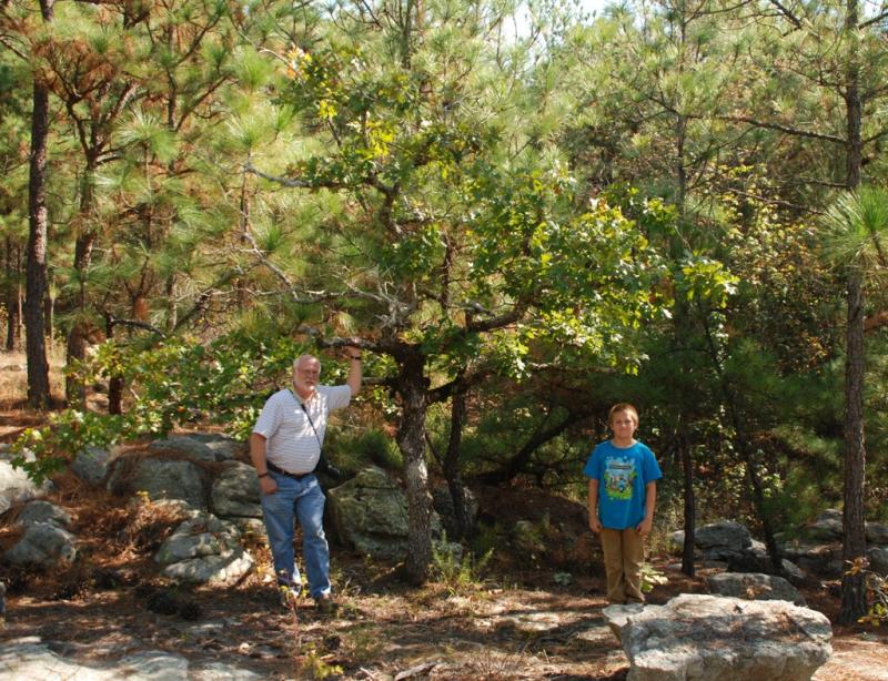 Figure 10. A large population of Alabama Sandstone Oak from Oak Mountain State Park.