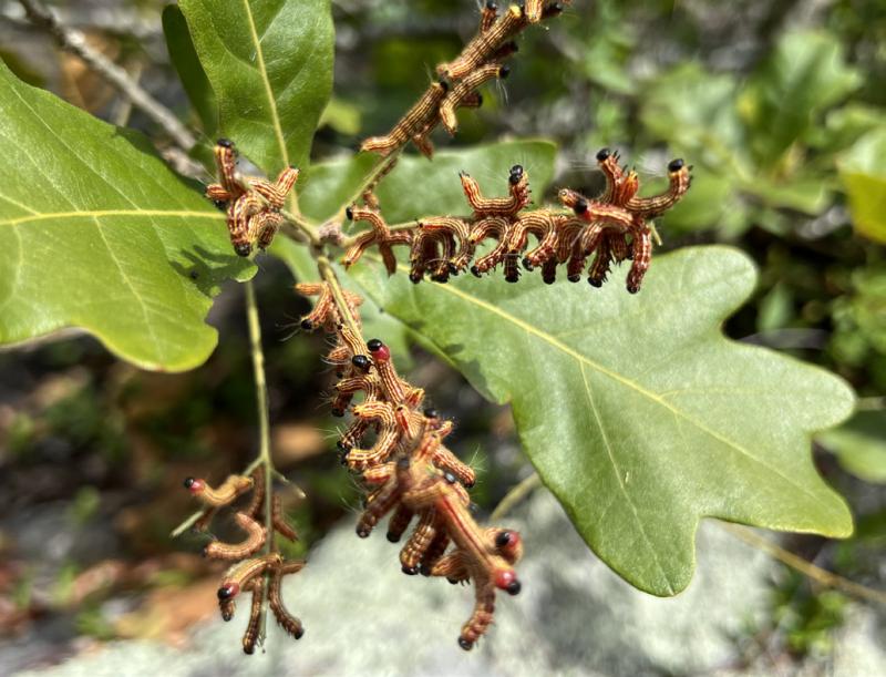 Figure 11. Oaks support numerous species including these Datana caterpillars.