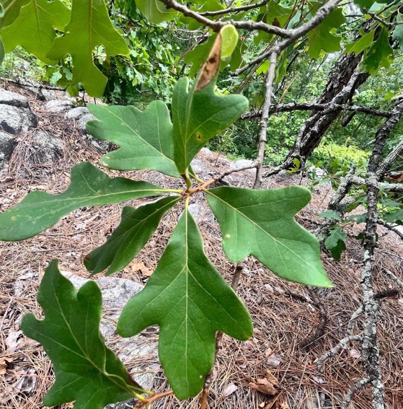 Figure 4. Alabama Sandstone Oak can be found growing as a multi-stemmed shrub.