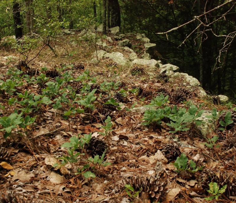  Figure 5. Alabama Sandstone Oaks can exhibit clonal growth with a patchy stoloniferous (at soil surface or just below) growth habit.