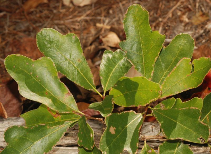 Figure 6. Typical three-lobed Alabama Sandstone Oak leaves.