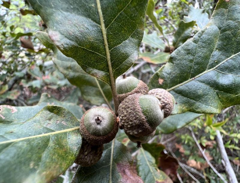 Figure 8. Cupule covering more than half of the acorn.