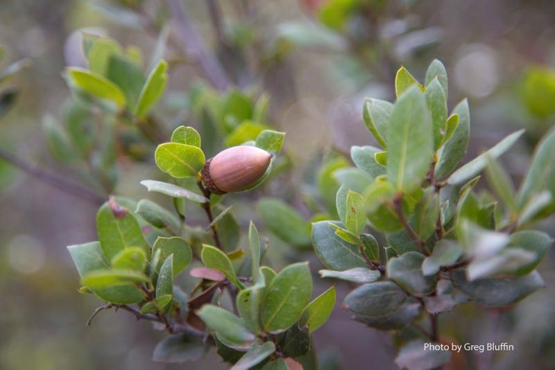 Quercus cedrosensis acorn