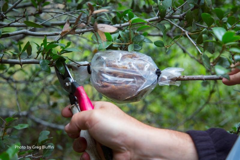 Removing rooted branch