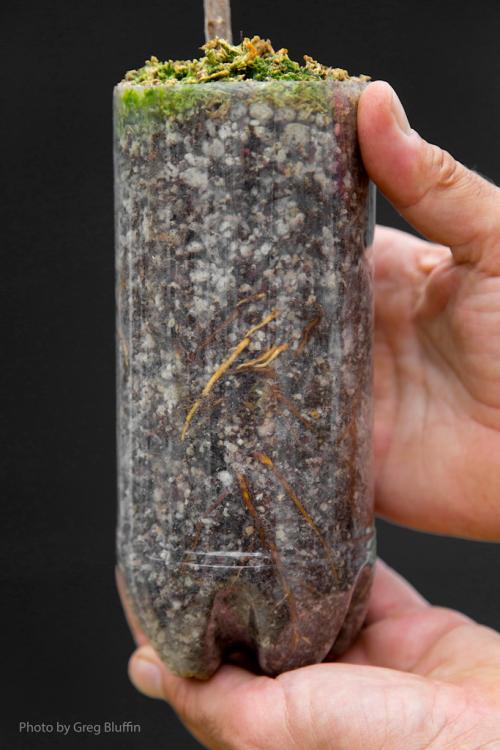 Rooted plant