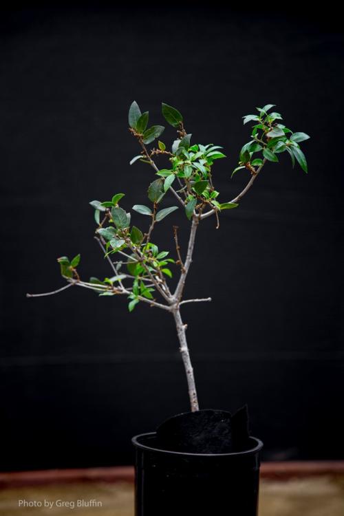 Rooted plant potted up