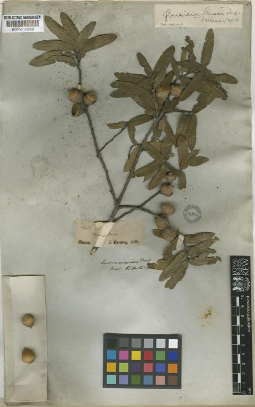 Hartweg 341 Quercus mexciana